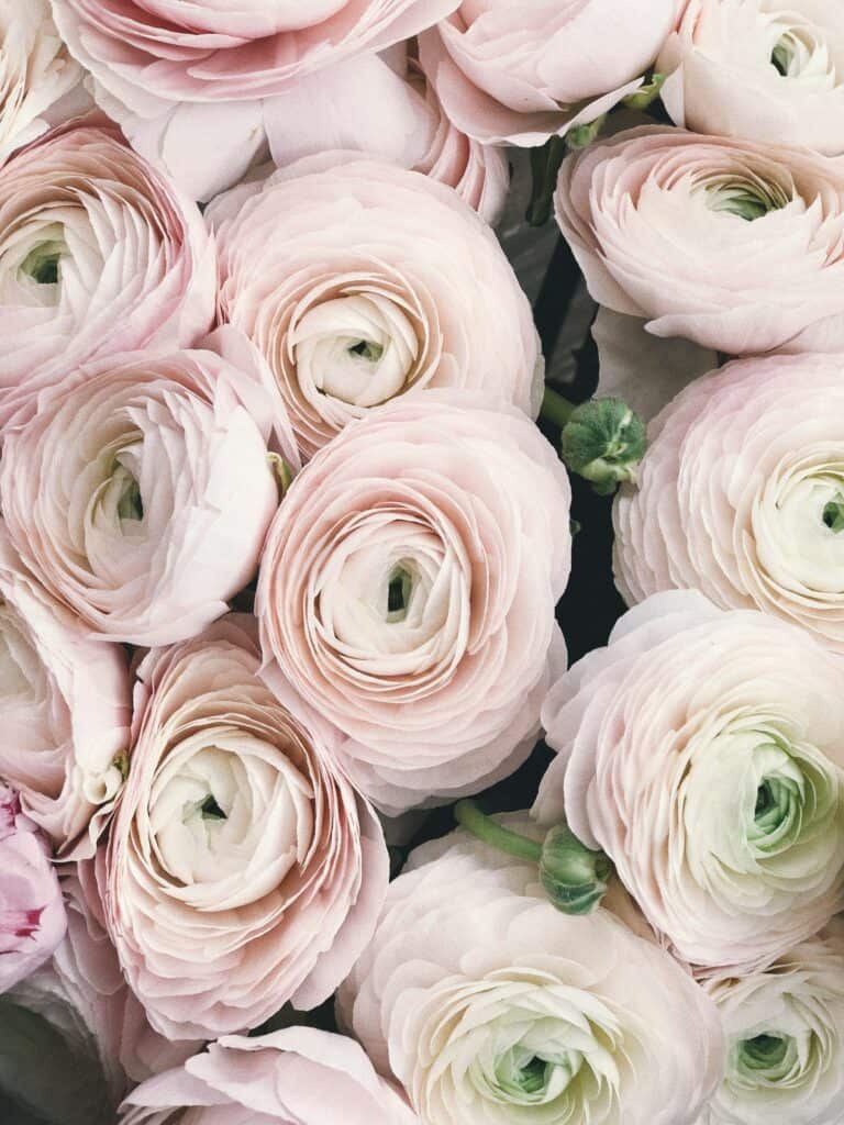 Wedding roses